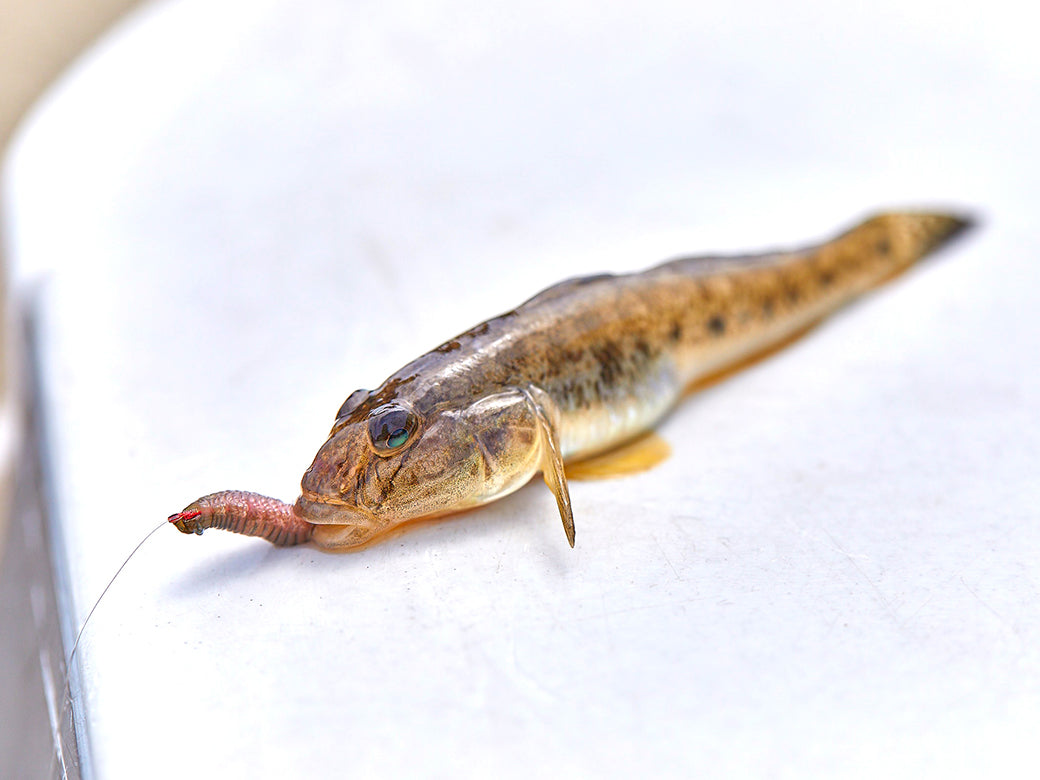 うきまろ ハゼ玉ウキ仕掛