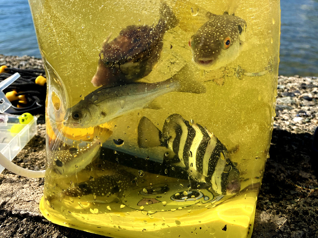 うきまろ お魚みえみえバケツDX