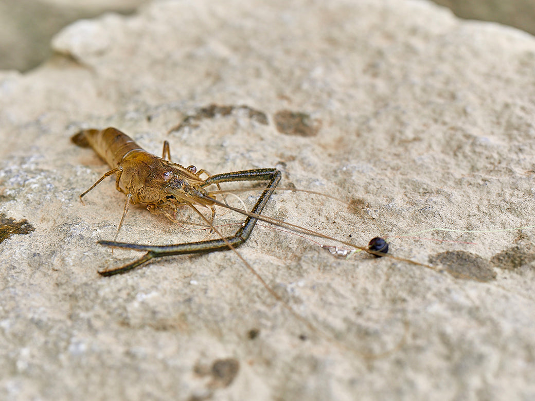 うきまろ手長エビ玉浮仕掛