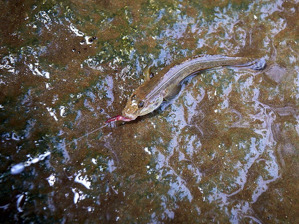うきまろ ハゼ玉ウキ仕掛